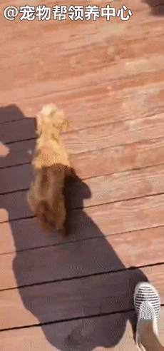 狗狗紧跟好心人进超市,找主人无果,才发现竟是被榨干的繁殖犬!休闲区蓝鸢梦想 - Www.slyday.coM 狗狗紧跟好心人进超市,找主人无果,才发现竟是被榨干的繁殖犬!休闲区蓝鸢梦想 - Www.slyday.coM