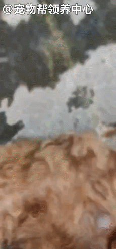 狗狗紧跟好心人进超市,找主人无果,才发现竟是被榨干的繁殖犬!休闲区蓝鸢梦想 - Www.slyday.coM 狗狗紧跟好心人进超市,找主人无果,才发现竟是被榨干的繁殖犬!休闲区蓝鸢梦想 - Www.slyday.coM