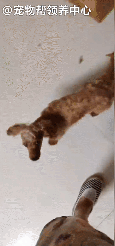 狗狗紧跟好心人进超市,找主人无果,才发现竟是被榨干的繁殖犬!休闲区蓝鸢梦想 - Www.slyday.coM 狗狗紧跟好心人进超市,找主人无果,才发现竟是被榨干的繁殖犬!休闲区蓝鸢梦想 - Www.slyday.coM