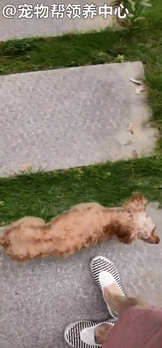 狗狗紧跟好心人进超市,找主人无果,才发现竟是被榨干的繁殖犬!休闲区蓝鸢梦想 - Www.slyday.coM 狗狗紧跟好心人进超市,找主人无果,才发现竟是被榨干的繁殖犬!休闲区蓝鸢梦想 - Www.slyday.coM