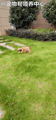 狗狗紧跟好心人进超市,找主人无果,才发现竟是被榨干的繁殖犬!休闲区蓝鸢梦想 - Www.slyday.coM 狗狗紧跟好心人进超市,找主人无果,才发现竟是被榨干的繁殖犬!休闲区蓝鸢梦想 - Www.slyday.coM