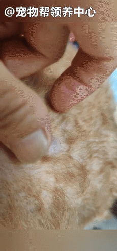 狗狗紧跟好心人进超市,找主人无果,才发现竟是被榨干的繁殖犬!休闲区蓝鸢梦想 - Www.slyday.coM 狗狗紧跟好心人进超市,找主人无果,才发现竟是被榨干的繁殖犬!休闲区蓝鸢梦想 - Www.slyday.coM