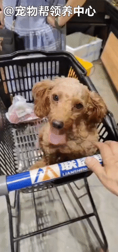 狗狗紧跟好心人进超市,找主人无果,才发现竟是被榨干的繁殖犬!休闲区蓝鸢梦想 - Www.slyday.coM 狗狗紧跟好心人进超市,找主人无果,才发现竟是被榨干的繁殖犬!休闲区蓝鸢梦想 - Www.slyday.coM