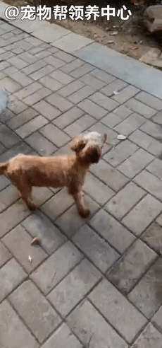 狗狗紧跟好心人进超市,找主人无果,才发现竟是被榨干的繁殖犬!休闲区蓝鸢梦想 - Www.slyday.coM 狗狗紧跟好心人进超市,找主人无果,才发现竟是被榨干的繁殖犬!休闲区蓝鸢梦想 - Www.slyday.coM