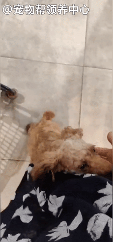 狗狗紧跟好心人进超市,找主人无果,才发现竟是被榨干的繁殖犬!休闲区蓝鸢梦想 - Www.slyday.coM 狗狗紧跟好心人进超市,找主人无果,才发现竟是被榨干的繁殖犬!休闲区蓝鸢梦想 - Www.slyday.coM