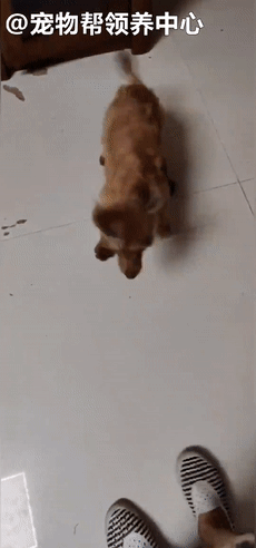 狗狗紧跟好心人进超市,找主人无果,才发现竟是被榨干的繁殖犬!休闲区蓝鸢梦想 - Www.slyday.coM 狗狗紧跟好心人进超市,找主人无果,才发现竟是被榨干的繁殖犬!休闲区蓝鸢梦想 - Www.slyday.coM