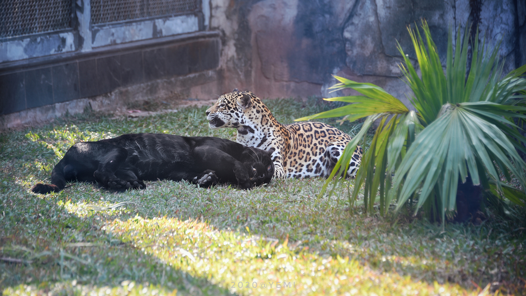 世界第三大猫科动物: 嗯也叫美洲虎~ @广州动物园