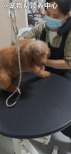 狗狗紧跟好心人进超市,找主人无果,才发现竟是被榨干的繁殖犬!休闲区蓝鸢梦想 - Www.slyday.coM 狗狗紧跟好心人进超市,找主人无果,才发现竟是被榨干的繁殖犬!休闲区蓝鸢梦想 - Www.slyday.coM