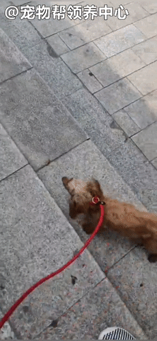 狗狗紧跟好心人进超市,找主人无果,才发现竟是被榨干的繁殖犬!休闲区蓝鸢梦想 - Www.slyday.coM 狗狗紧跟好心人进超市,找主人无果,才发现竟是被榨干的繁殖犬!休闲区蓝鸢梦想 - Www.slyday.coM