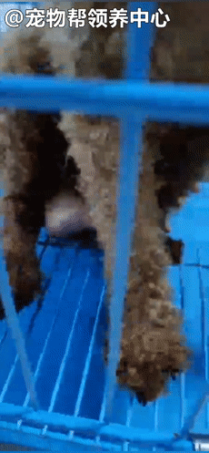 狗狗紧跟好心人进超市,找主人无果,才发现竟是被榨干的繁殖犬!休闲区蓝鸢梦想 - Www.slyday.coM 狗狗紧跟好心人进超市,找主人无果,才发现竟是被榨干的繁殖犬!休闲区蓝鸢梦想 - Www.slyday.coM