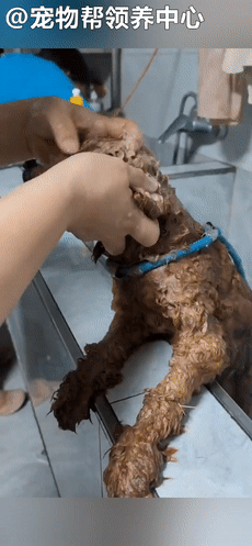 狗狗紧跟好心人进超市,找主人无果,才发现竟是被榨干的繁殖犬!休闲区蓝鸢梦想 - Www.slyday.coM 狗狗紧跟好心人进超市,找主人无果,才发现竟是被榨干的繁殖犬!休闲区蓝鸢梦想 - Www.slyday.coM