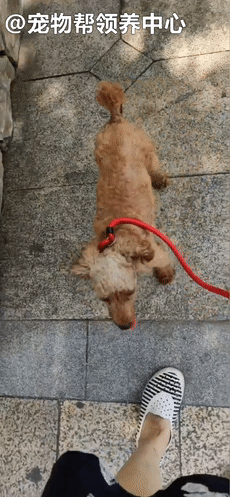 狗狗紧跟好心人进超市,找主人无果,才发现竟是被榨干的繁殖犬!休闲区蓝鸢梦想 - Www.slyday.coM 狗狗紧跟好心人进超市,找主人无果,才发现竟是被榨干的繁殖犬!休闲区蓝鸢梦想 - Www.slyday.coM