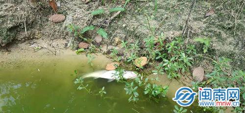 40.5万鱼苗蹊跷死亡养殖户怀疑遭人投毒 南靖警方介入调查休闲区蓝鸢梦想 - Www.slyday.coM