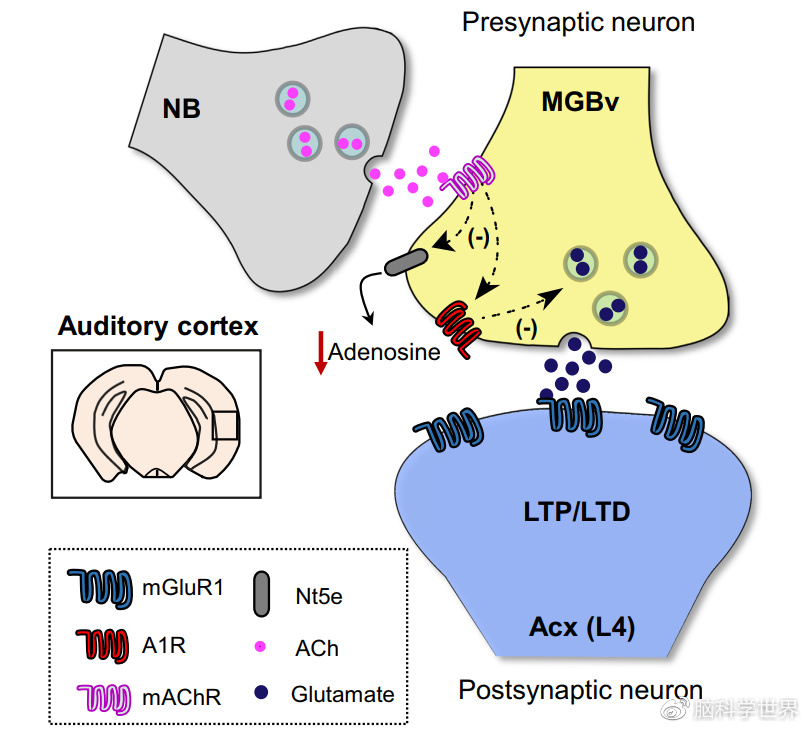 Trends in Neurosci：神经元和星形胶质细胞对可塑性关键时期的影响__财经头条