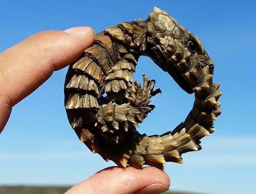 犰狳环蜥蜴ouroborus cataphractus_高清图集_新浪网
