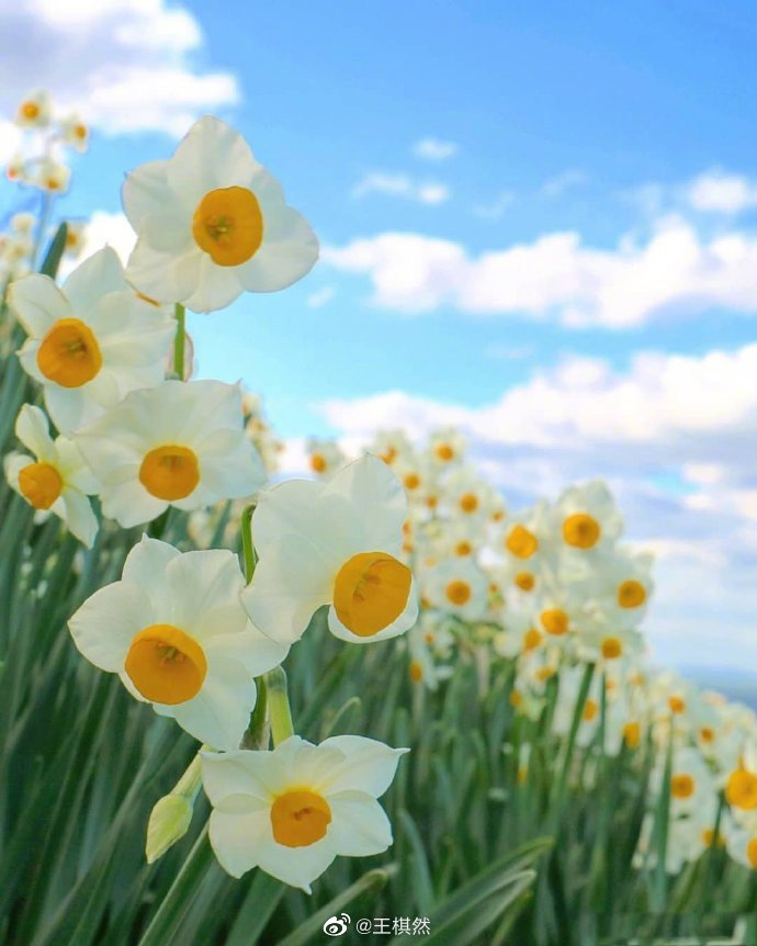 惟愿你的生活 如夏花般幸福灿烂