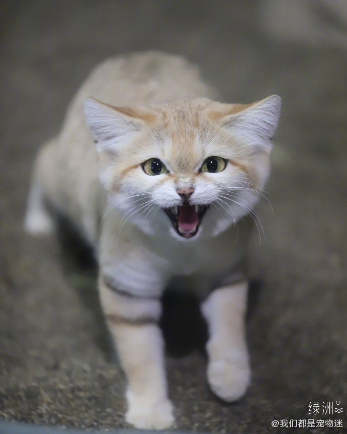 沙漠猫长得过分美丽了吧!奶凶奶凶der