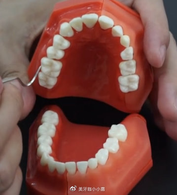 牙齿各成分的作用