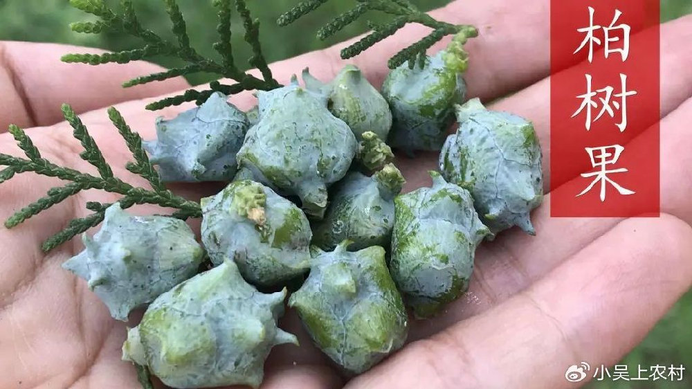 一种农村不起眼的侧柏叶,却藏着无尽的神奇与珍贵,你家有请珍惜|侧柏叶|侧柏|你家|农村|山羊_新浪新闻