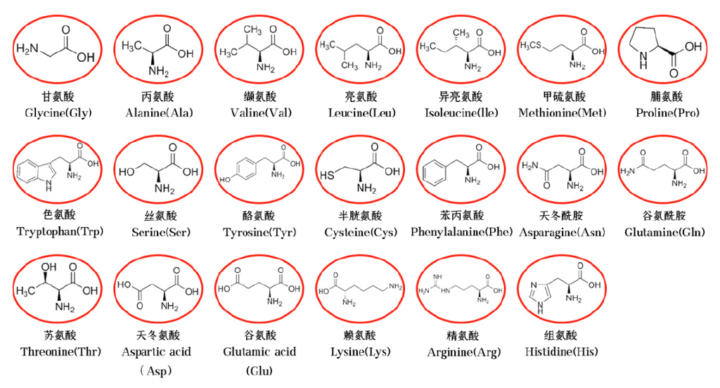 隼鸟2号首次发现地外氨基酸