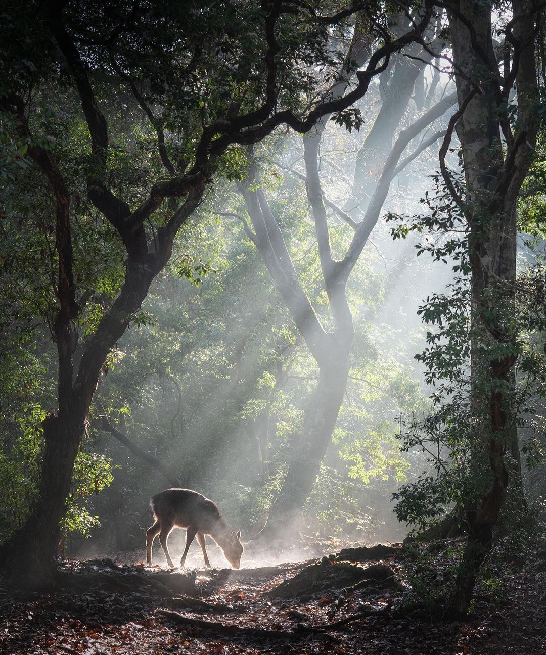 林深时见鹿.__财经头条