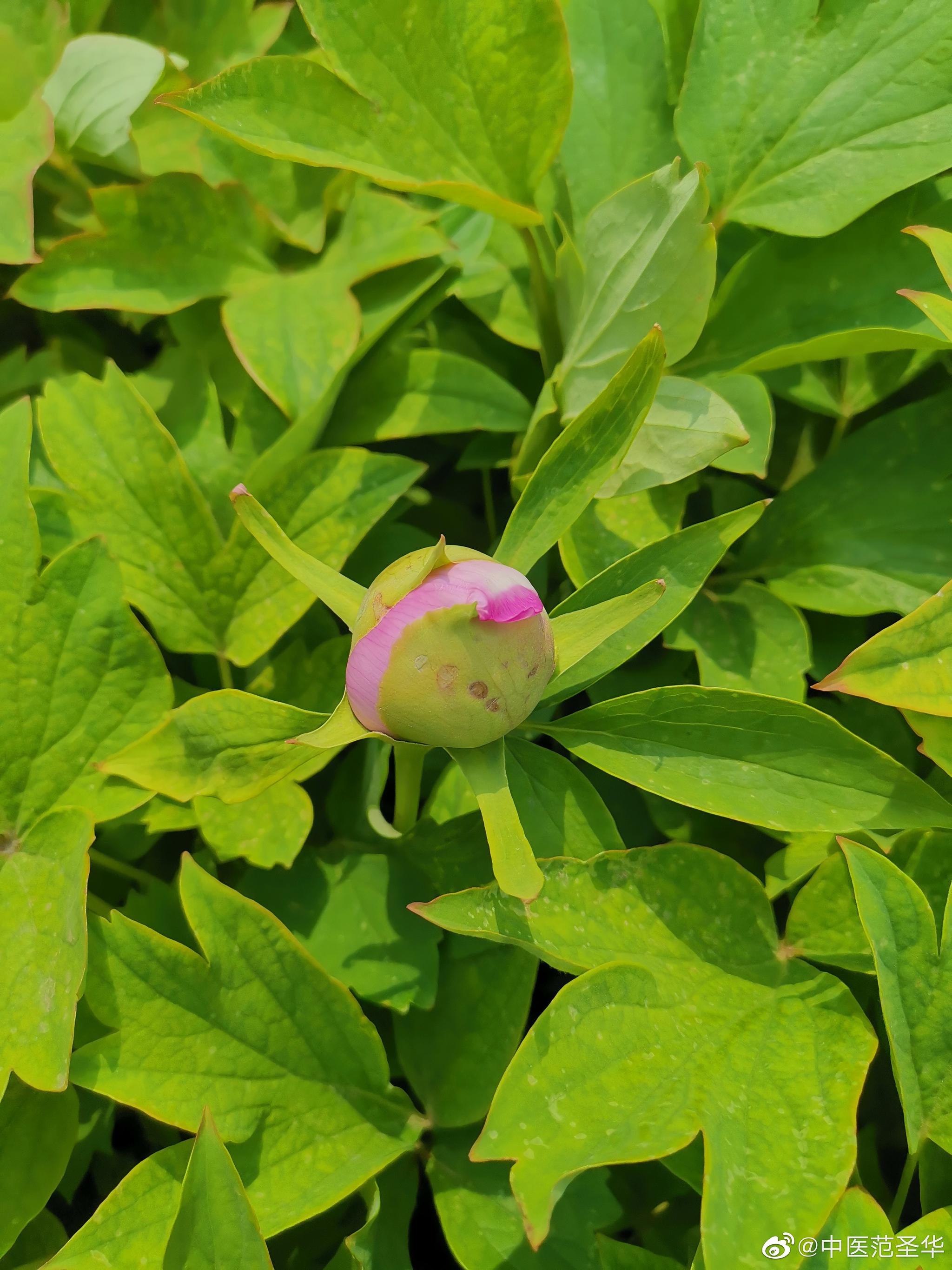 牡丹花.根皮也称为牡丹皮 69