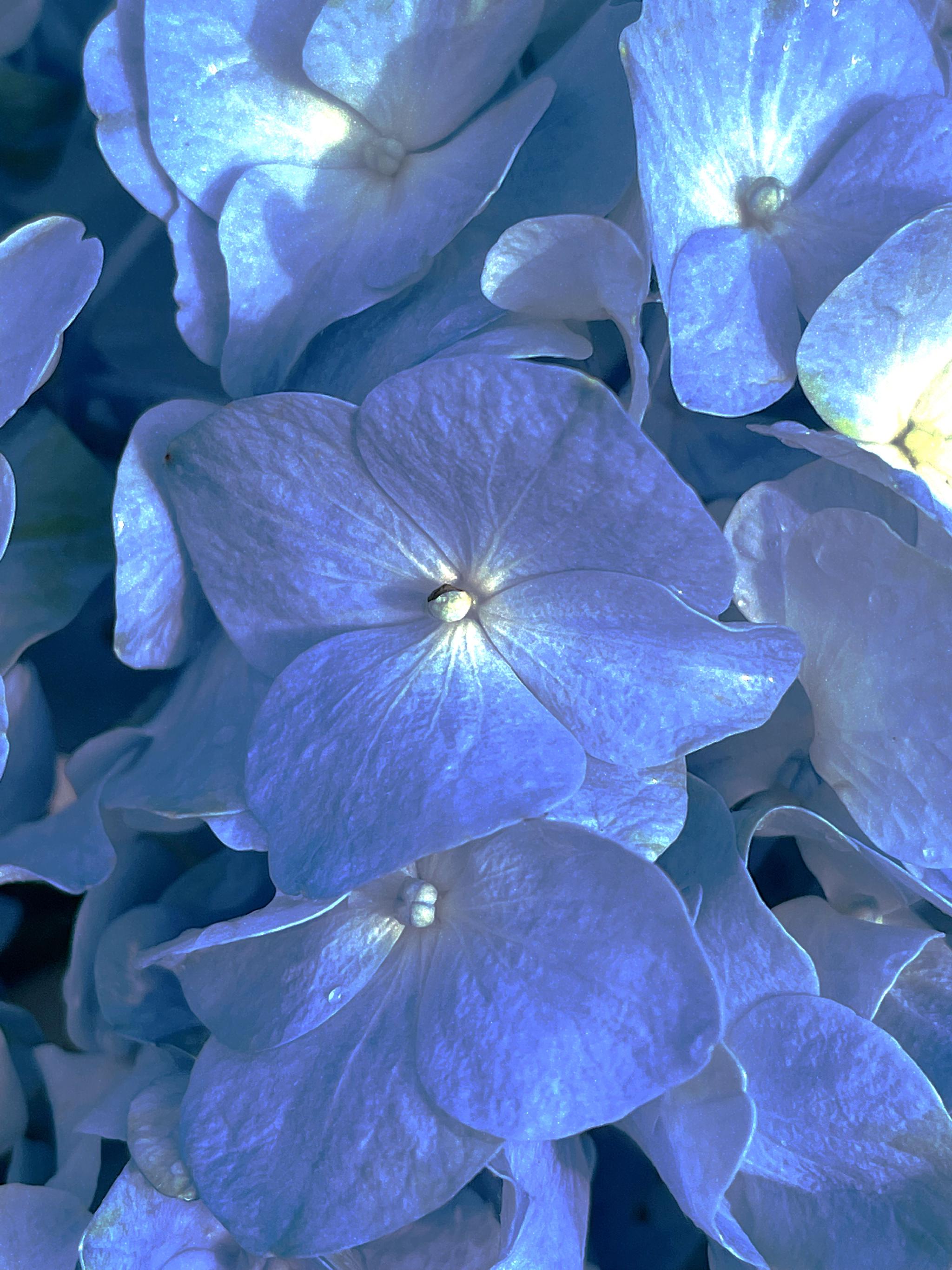 我的世界全是蓝色