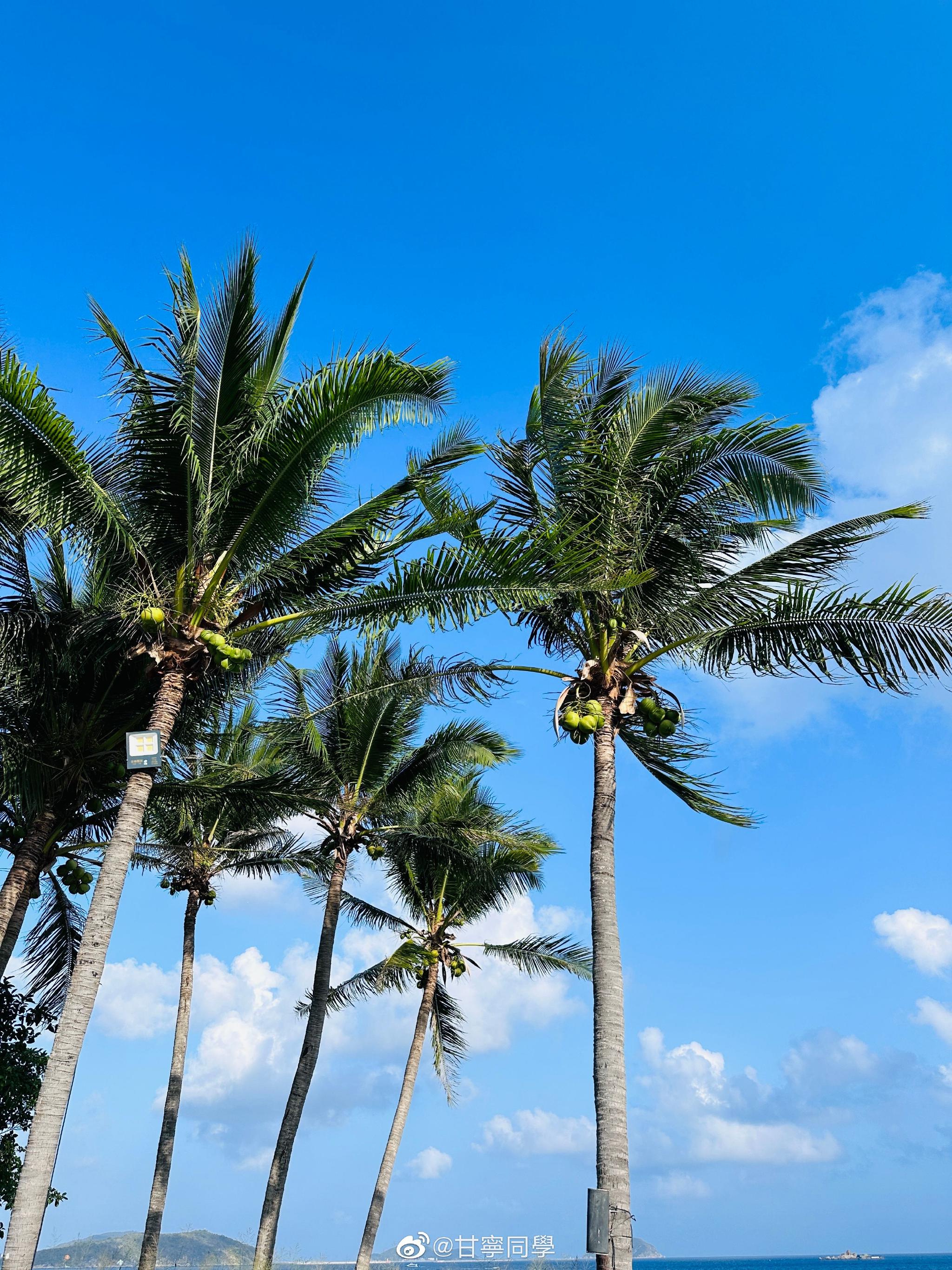 来三亚看椰子树