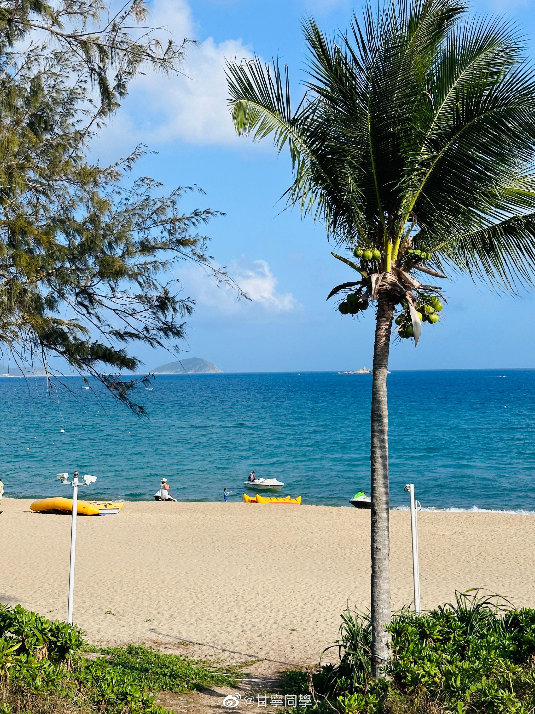 来三亚看椰子树