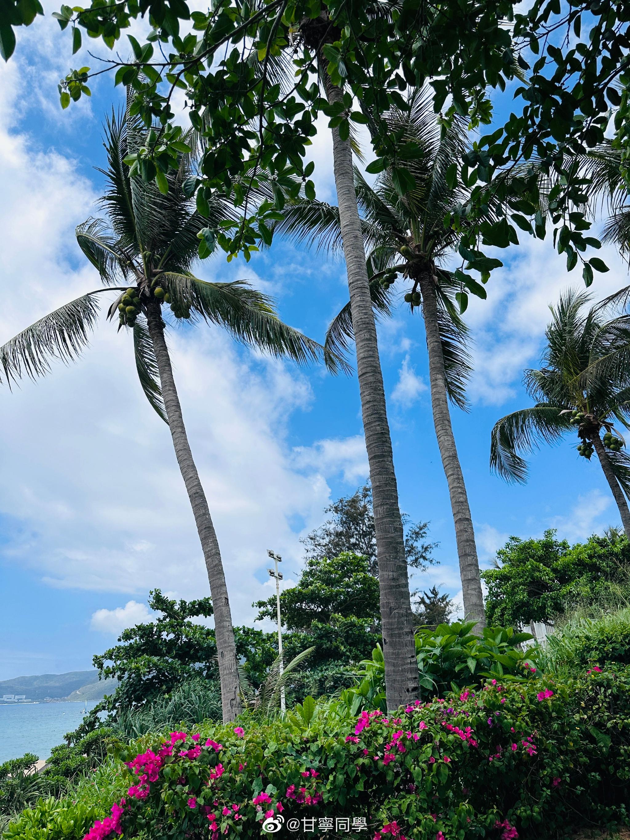 来三亚看椰子树