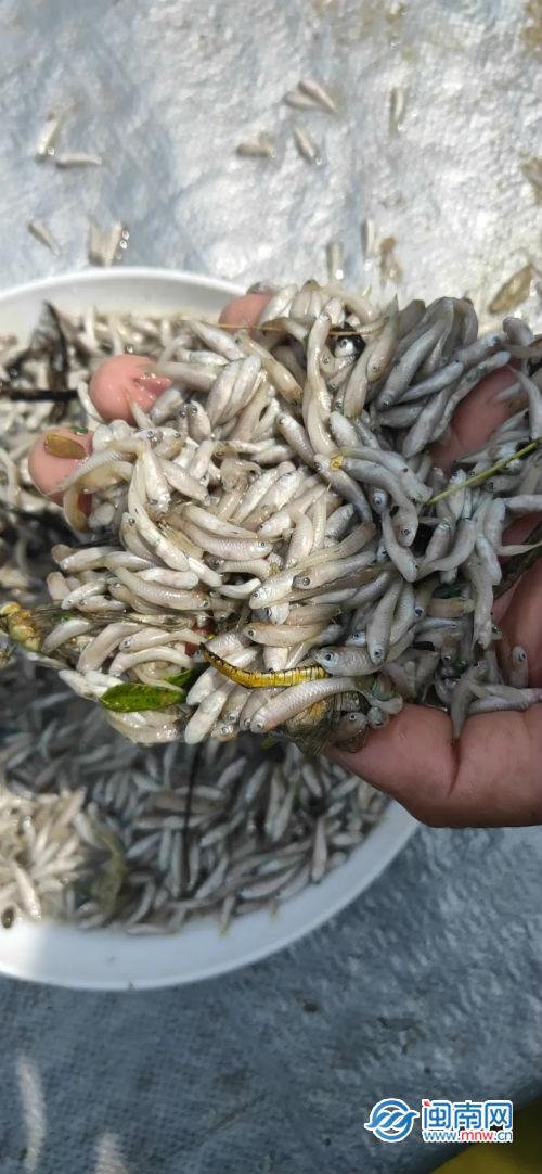 40.5万鱼苗蹊跷死亡养殖户怀疑遭人投毒 南靖警方介入调查休闲区蓝鸢梦想 - Www.slyday.coM