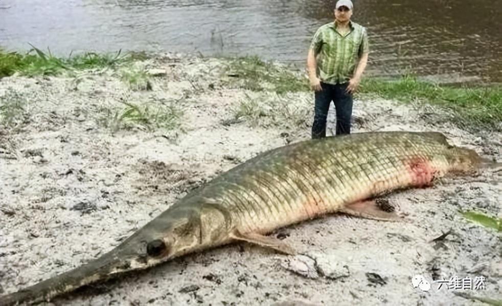 为捉一条外来怪鱼，汝州一公园排干湖水，因鳄雀鳝已吃掉大部分鱼休闲区蓝鸢梦想 - Www.slyday.coM