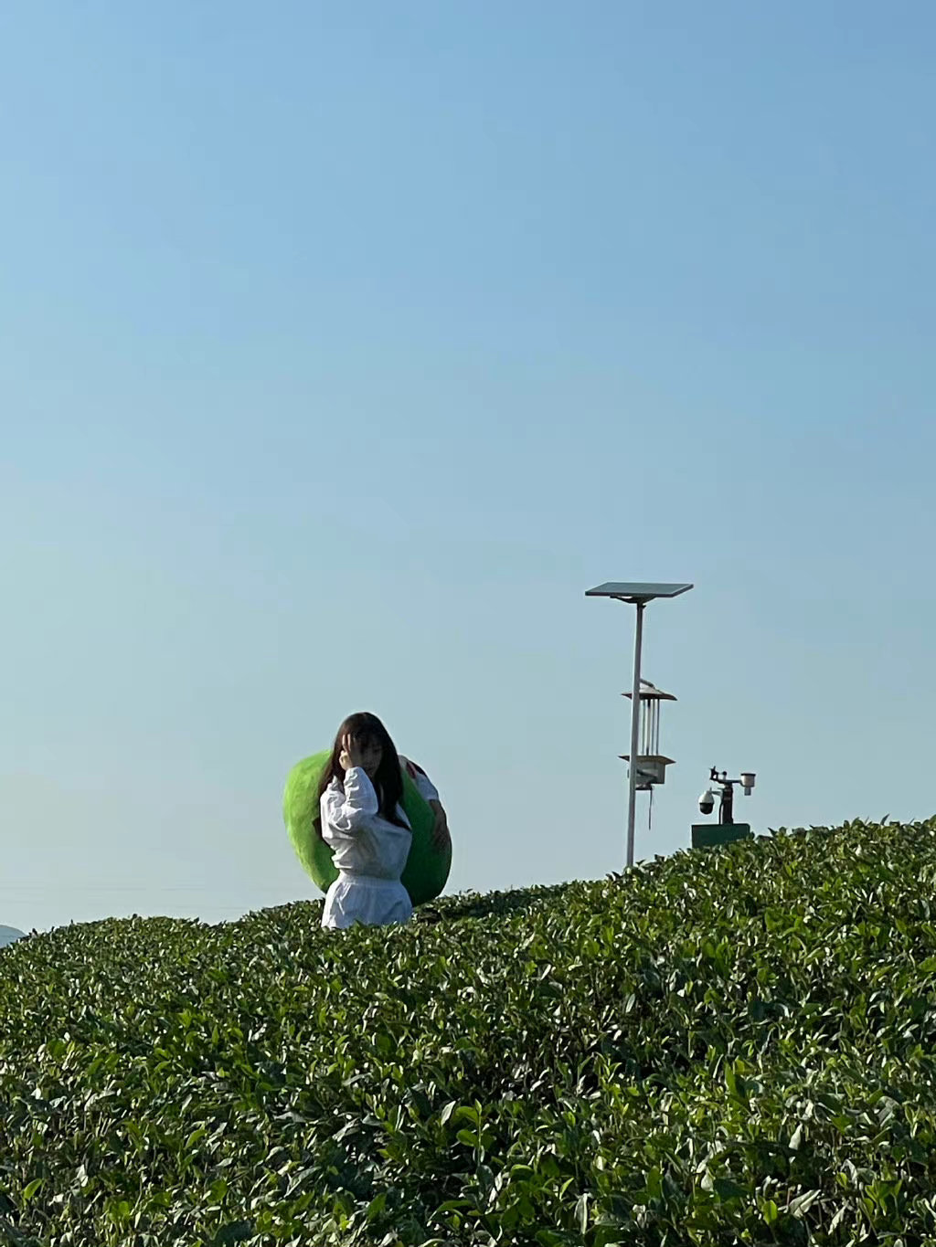 虞书欣两个人的小森林茶园plog,这茶山,美女,风景太美了……__财经