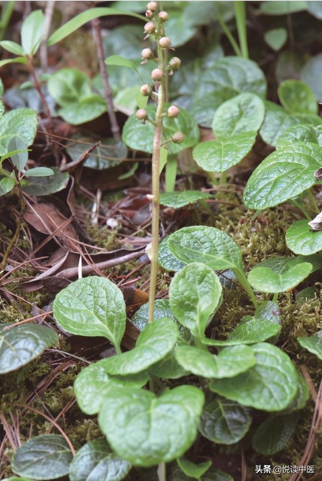 鹿衔草的临床妙用|慢性支气管炎|鹿衔草|肺结核_新浪新闻