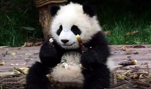 人类吃甘蔗时,都会留下一堆渣,那熊猫吃甘蔗会留渣吗?