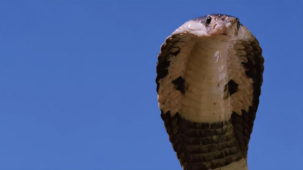 四川攀枝花一中学门口出现2米半长眼镜王蛇