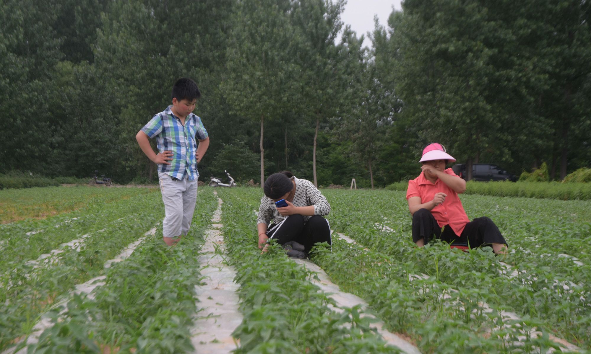 种植庄稼没前途传统农民断代严重我国农业出路在何方