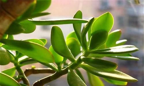 “玉树琼花”原来真的存在,快来看看我家开花的玉树,见者有福休闲区蓝鸢梦想 - Www.slyday.coM “玉树琼花”原来真的存在,快来看看我家开花的玉树,见者有福休闲区蓝鸢梦想 - Www.slyday.coM