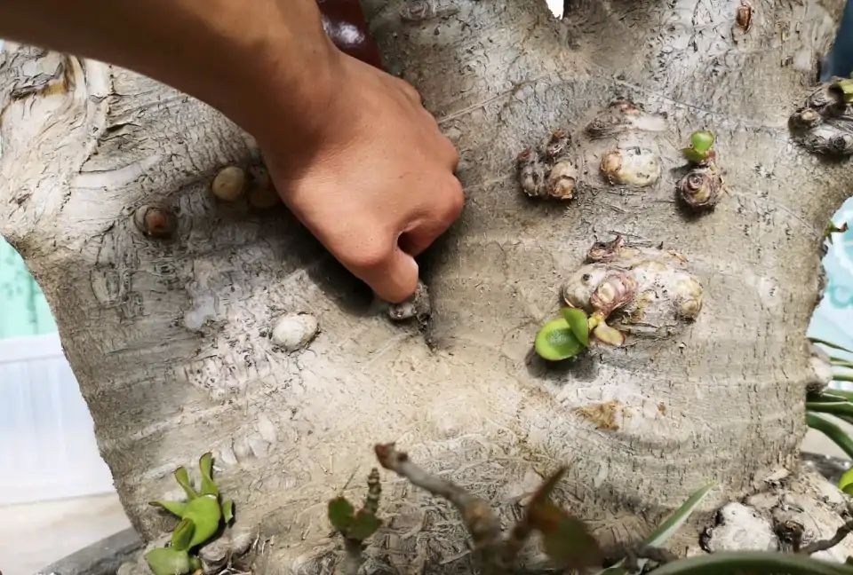 “玉树琼花”原来真的存在，快来看看我家开花的玉树，见者有福休闲区蓝鸢梦想 - Www.slyday.coM