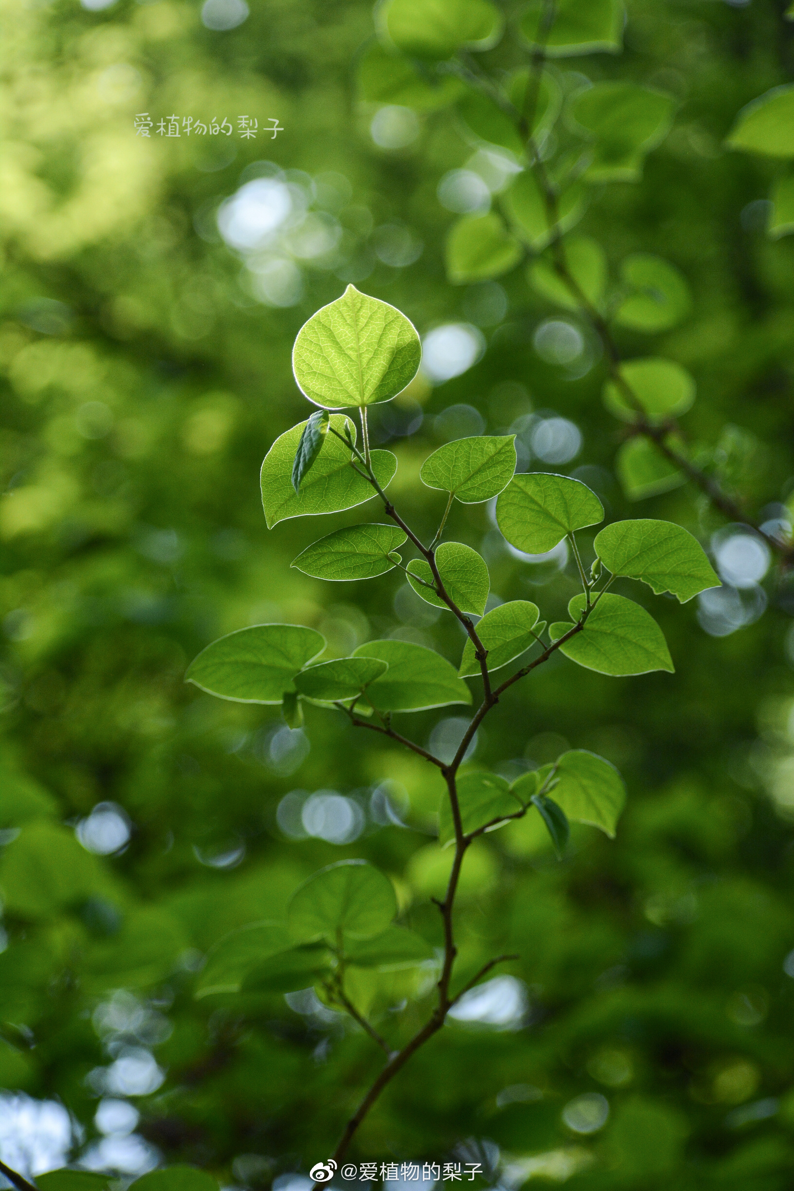 1/ 9紫荆的新叶,有夏天的感觉了 摄影@爱植物的梨子 67