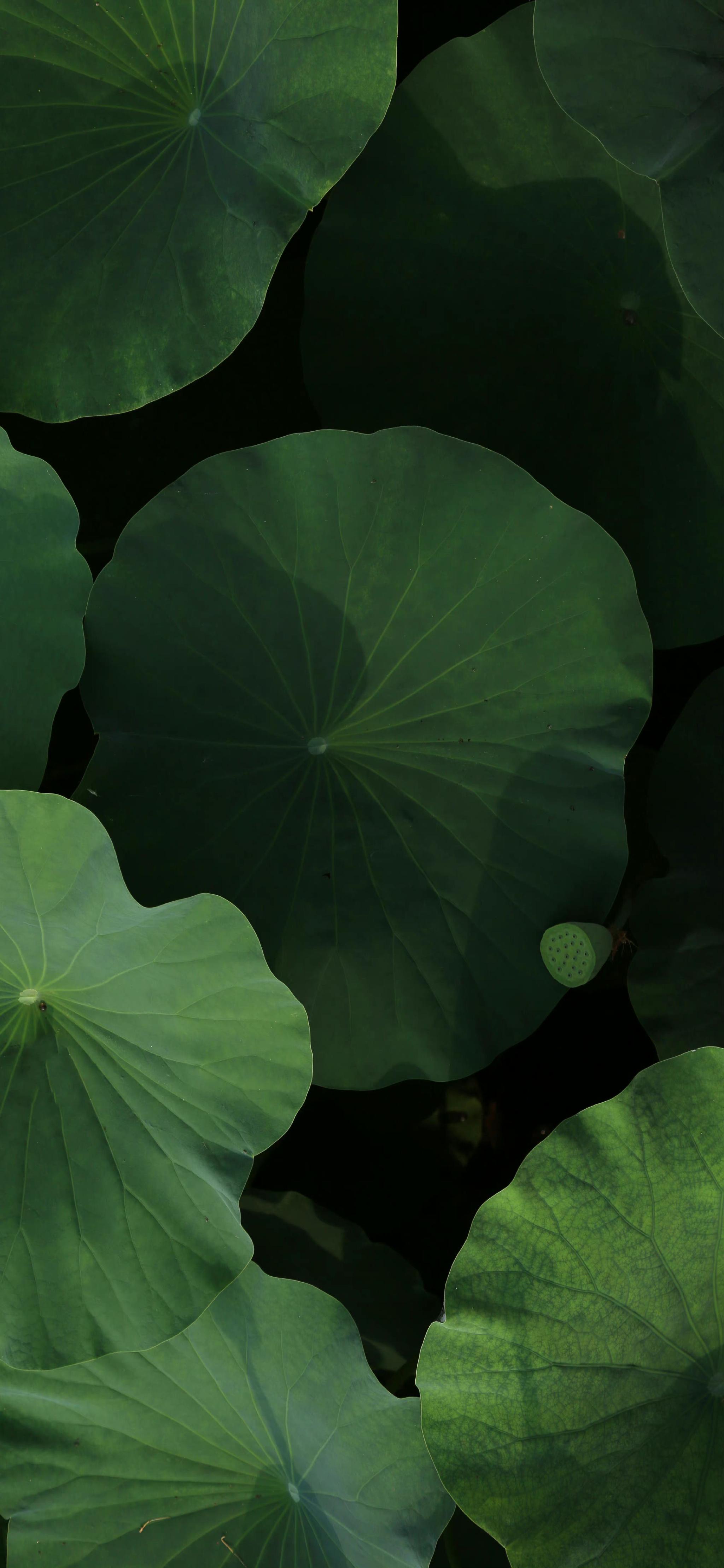 绿色护眼壁纸太耐看了_高清图集_新浪网