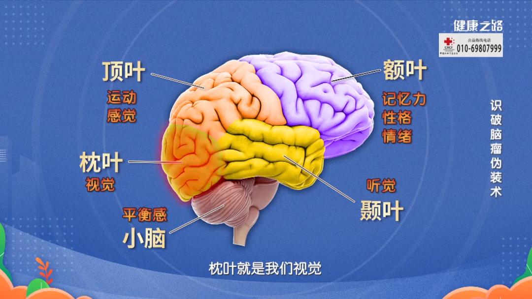 枕叶时会出现视野缺损,偏盲;压迫颞叶会影响听觉;压迫小脑会影响平衡
