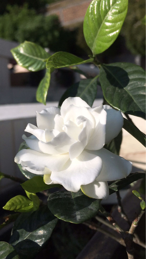 养栀子花要注意3多1少花大又稠密