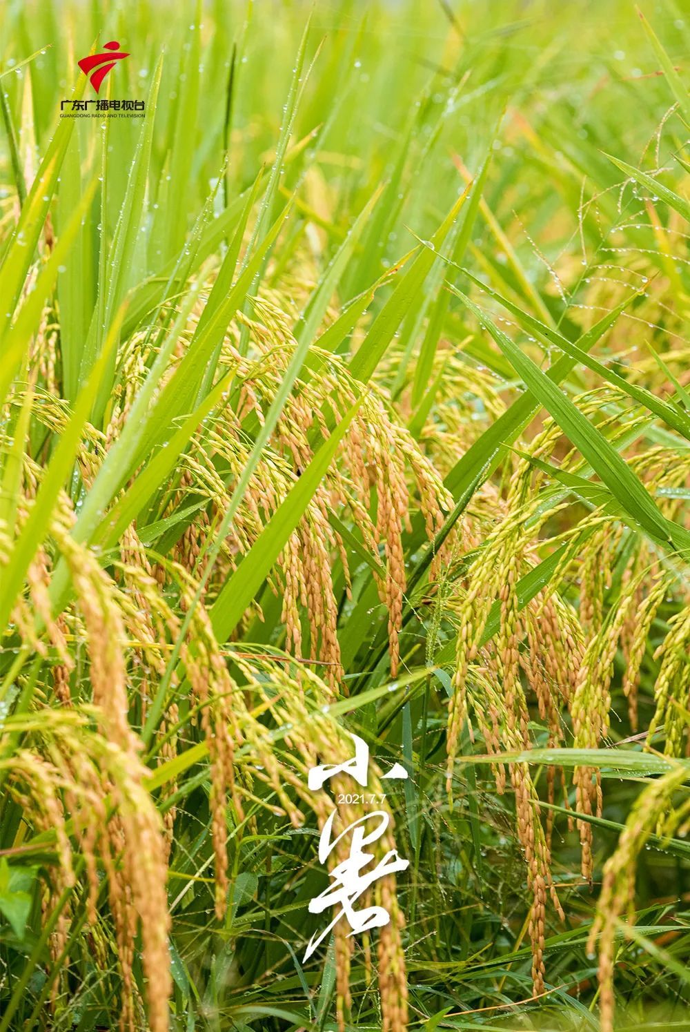 【文化传承】小暑,暑气蒸腾!