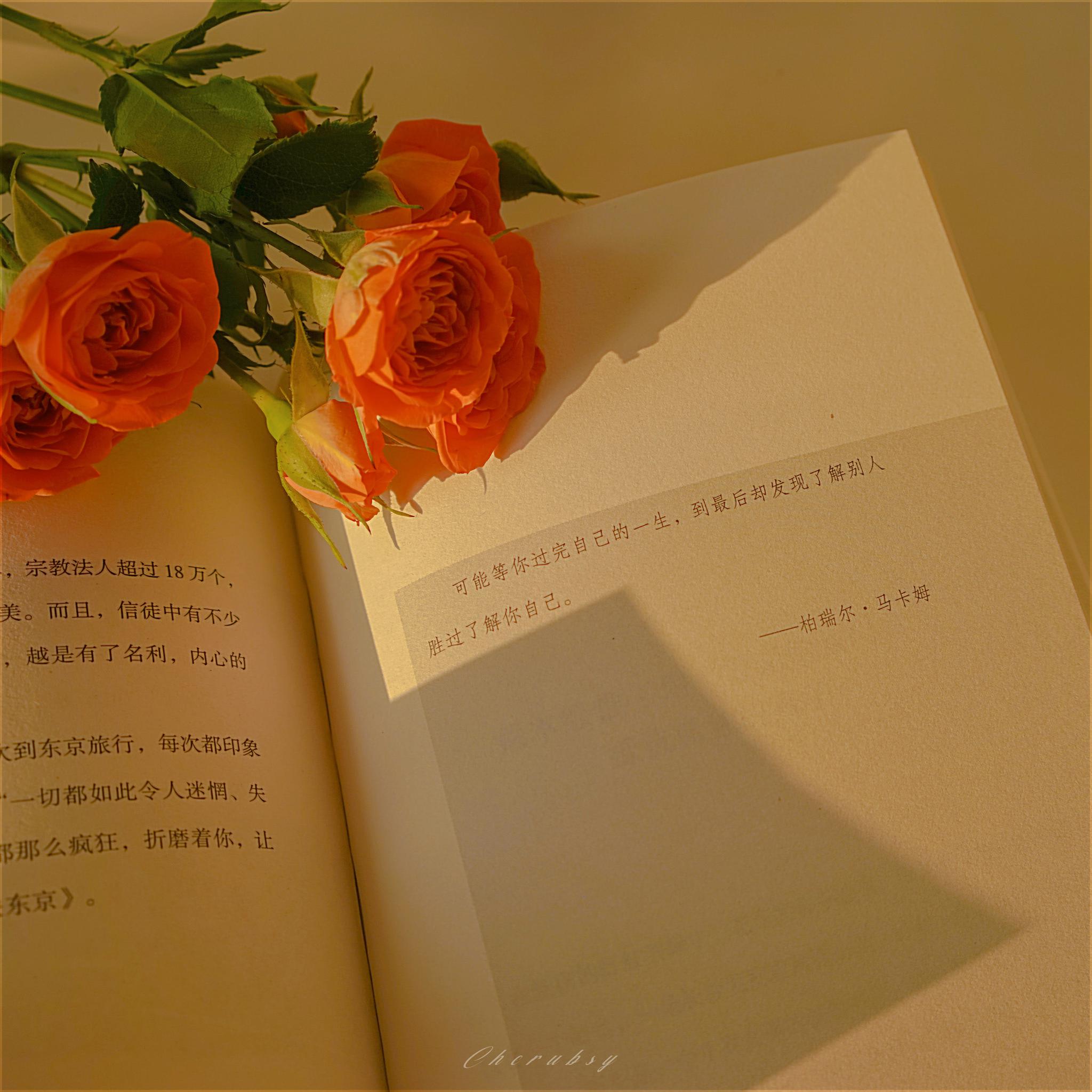 世界欠你的温柔与柔软/我来还