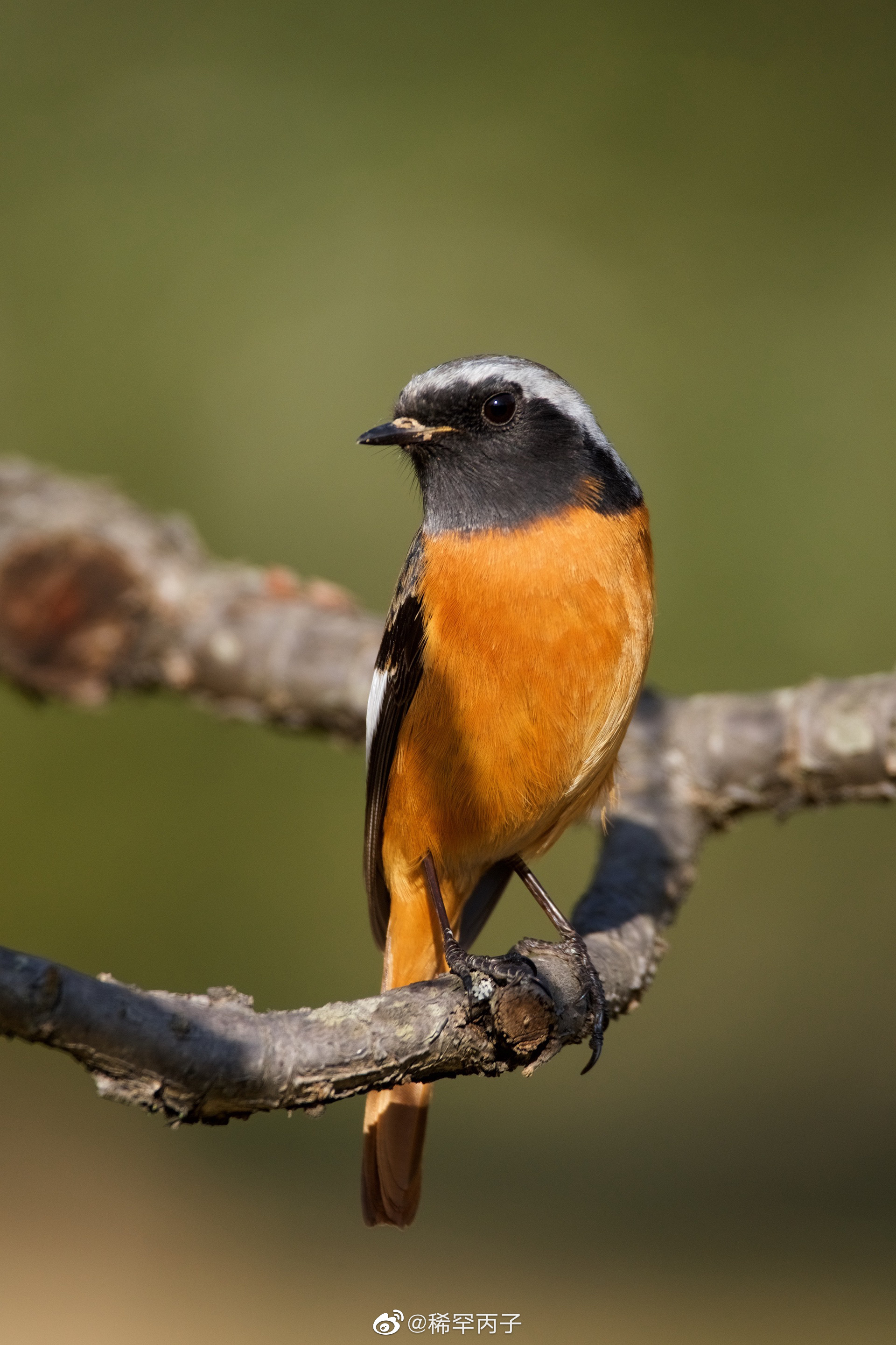 有幸遇见,黄尾鸲_高清图集_新浪网