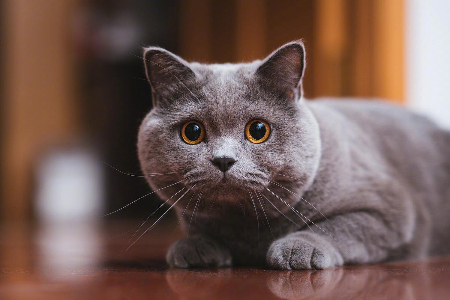 拍摄猫咪，你应该知道的那些事