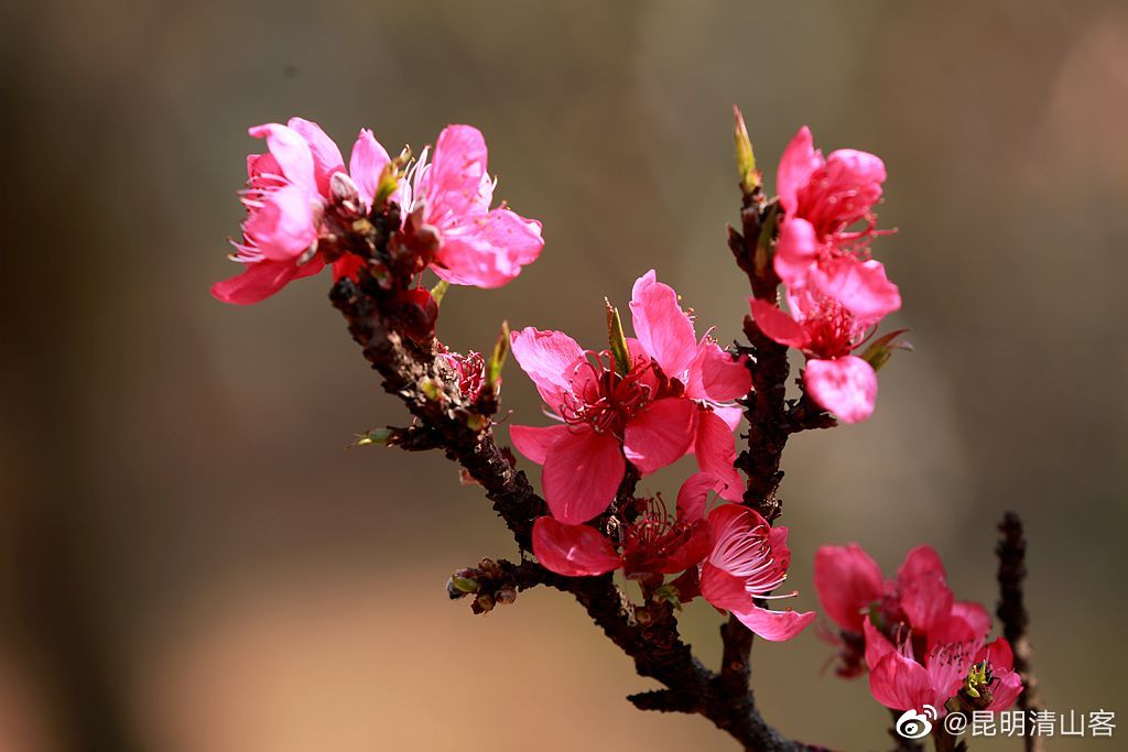 昆明郊野公园盛开的桃花@镜界 @内拉在路上
