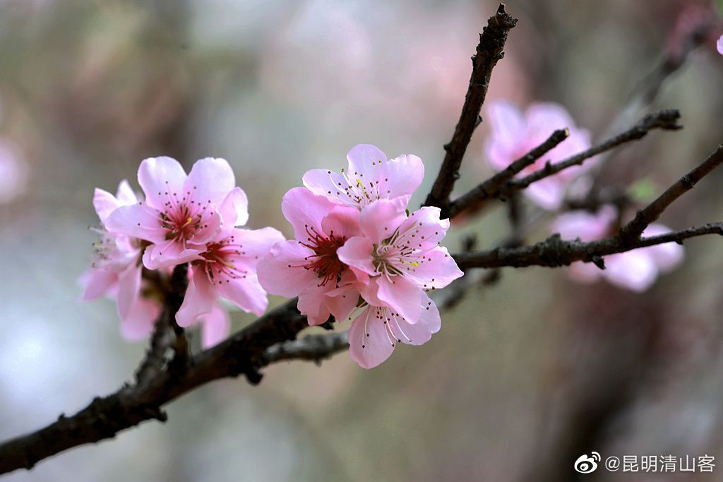 昆明郊野公园盛开的桃花@镜界 @内拉在路上