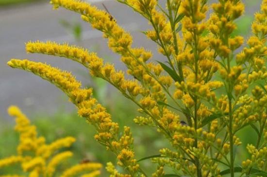 看到立即上报！这种“恶魔之花”到底有多可怕？休闲区蓝鸢梦想 - Www.slyday.coM